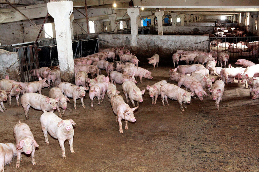 युक्रेनमा भएको रूसी आक्रमणमा १३ हजार सुँगुरको मृत्यु