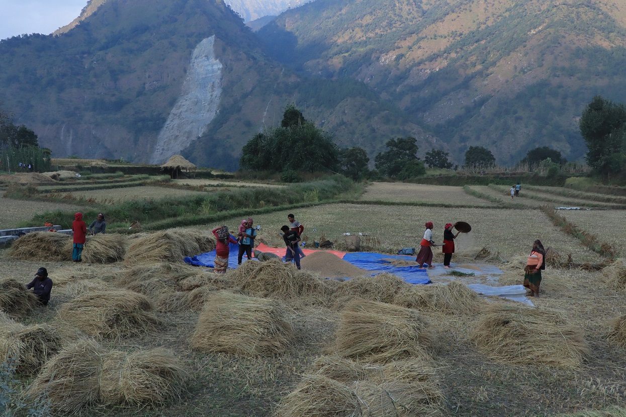 म्याग्दीमा धान उत्पादन बढ्यो