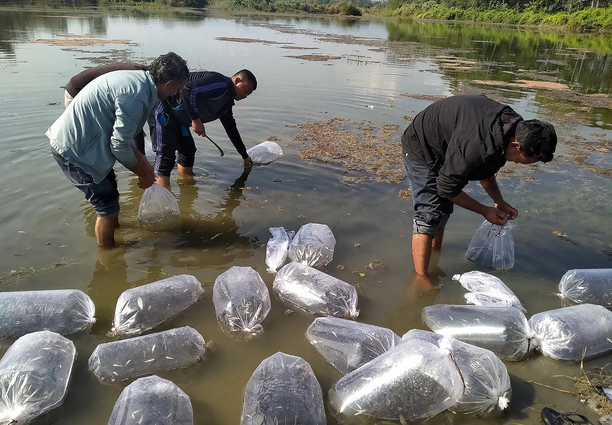 नवलपुरको शनिश्चरे तालमा १६ हजार माछाका भुरा छोडियो