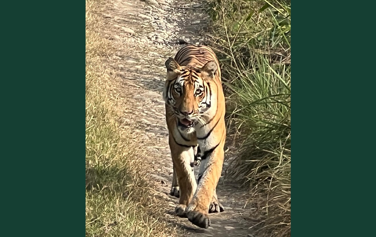 चितवन राष्ट्रिय निकुञ्जमा बाक्लो सङ्ख्यामा देखिन थाले बाघ