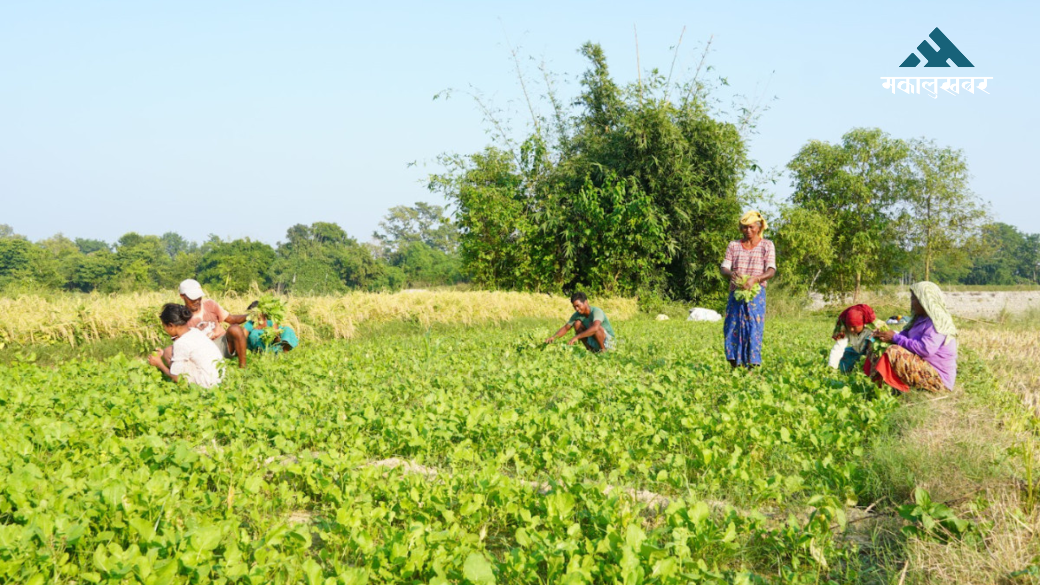 उजाड बगर बन्यो उर्वर भूमि (तस्बिरहरू)