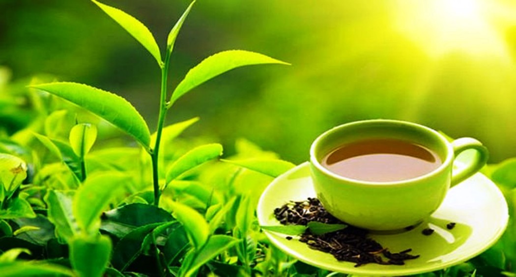 परीक्षणसम्बन्धी नयाँ नियमले चिया निर्यात ठप्प