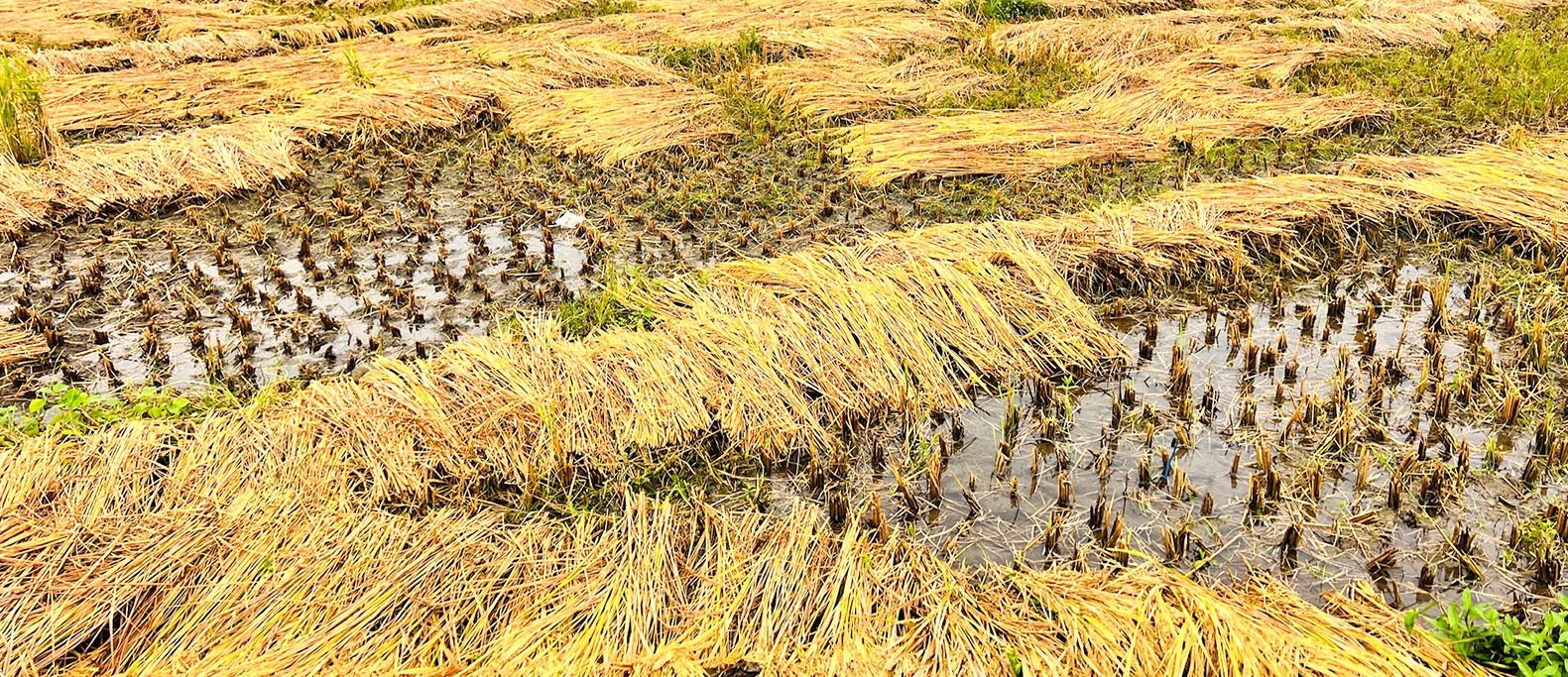 बाँकेमा किसानको चैतेधान खेतीतर्फ छैन आकर्षण