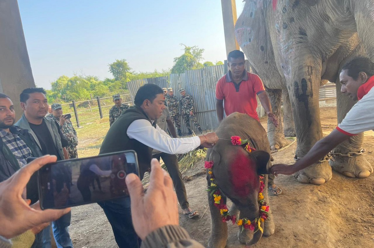 शोभाकलीले सातौँ छावा जन्माउँदा…