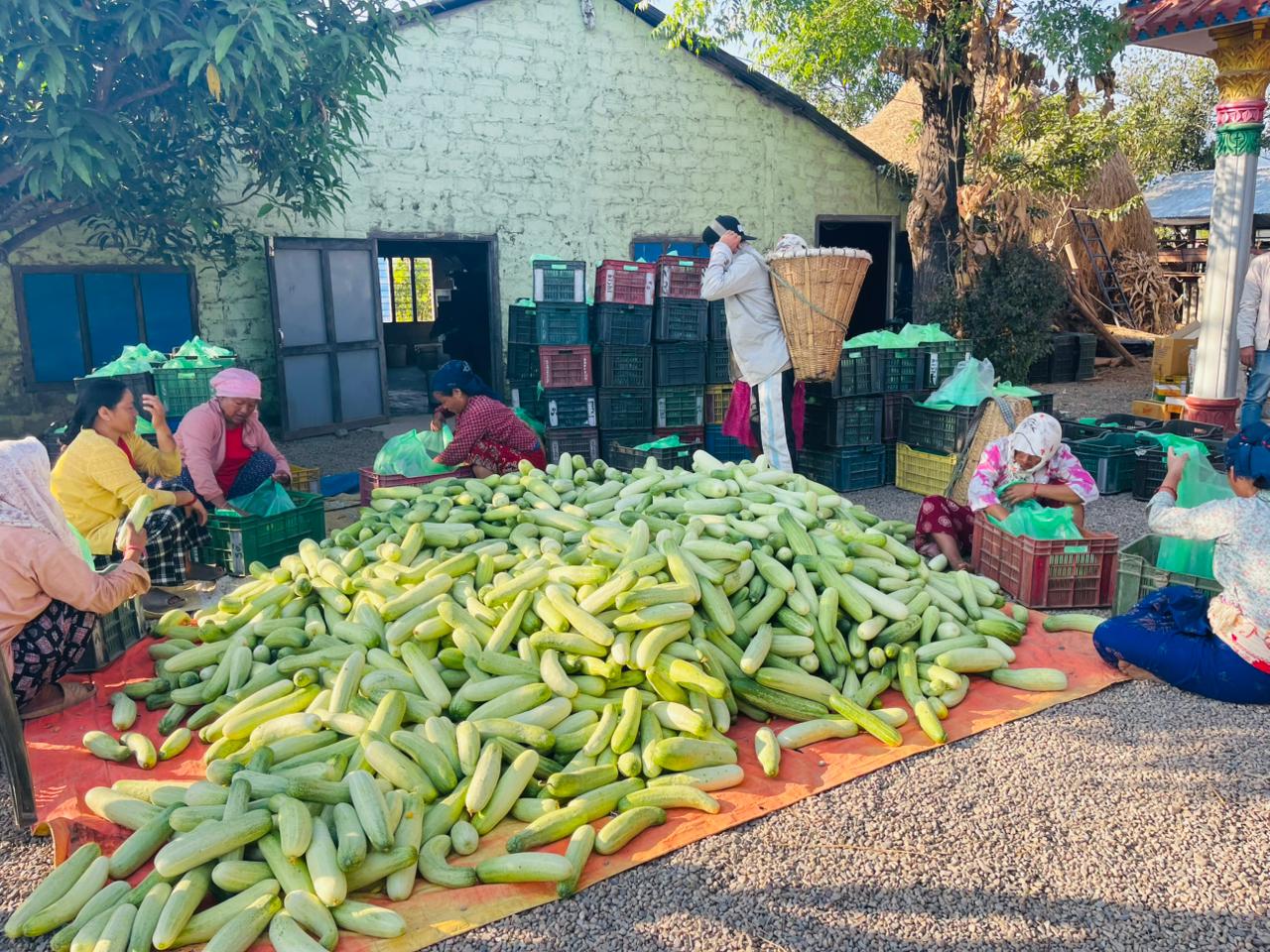 हुप्सेकोटका तीन हजार किसान काँक्रा बेचेर कुस्त कमाउँदै