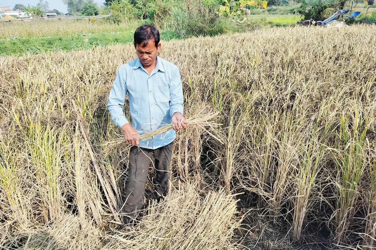 धानको रैथाने जात संरक्षण गर्दै बाँकेका गङ्गानारायण