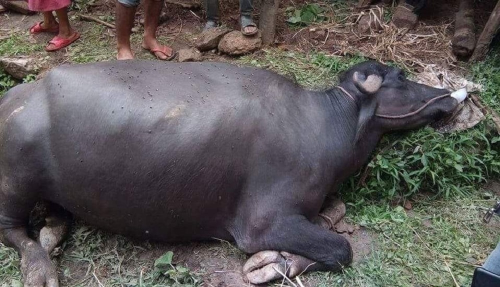 सत्तरी हजार गाईभैँसीलाई खोरेतविरुद्धको खोप