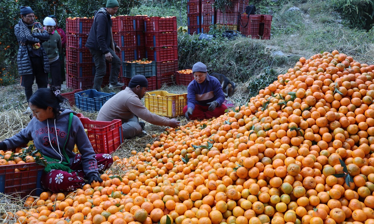 म्याग्दीमा यस वर्ष सुन्तला उत्पादन घट्यो