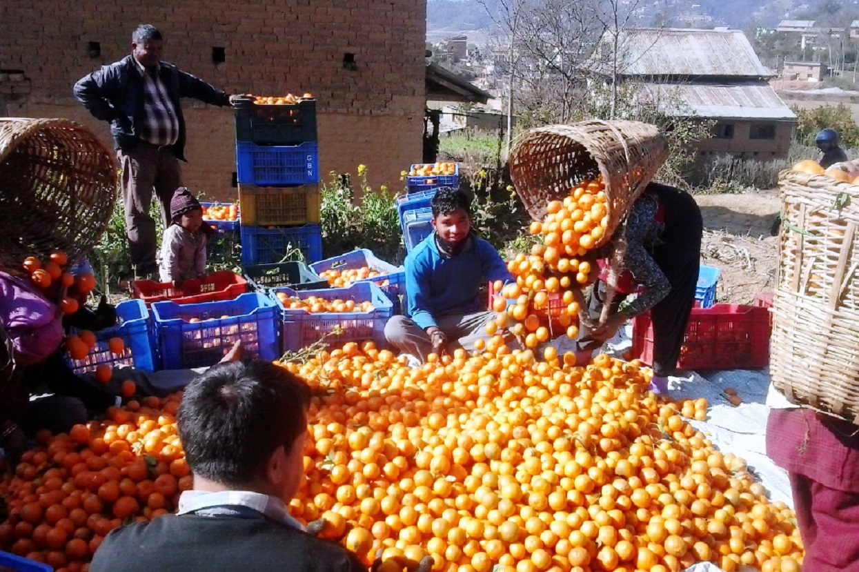 काभ्रेपलाञ्चोकमा सुन्तला उत्पादन १० प्रतिशतले बढ्ने प्रक्षेपण