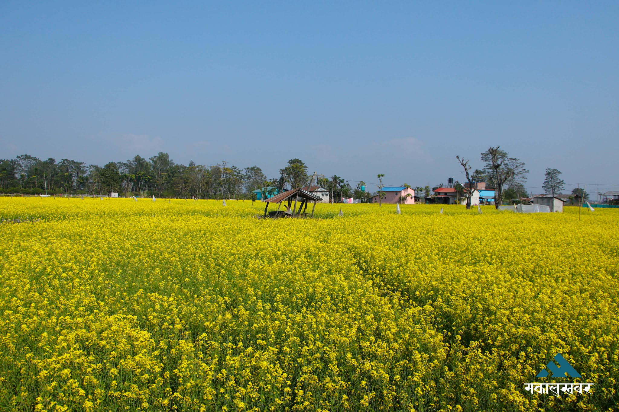 चितवनको तोरीबारीमा फक्रिएको सौन्दर्य (तस्बिरहरू)