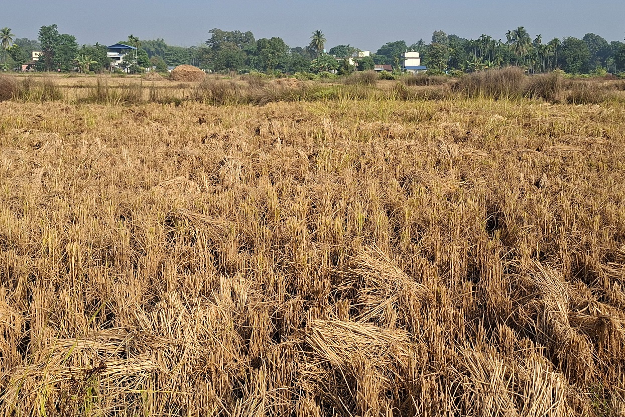 झापामा तीन लाख ५४ हजार मेट्रिकटन धान उत्पादन