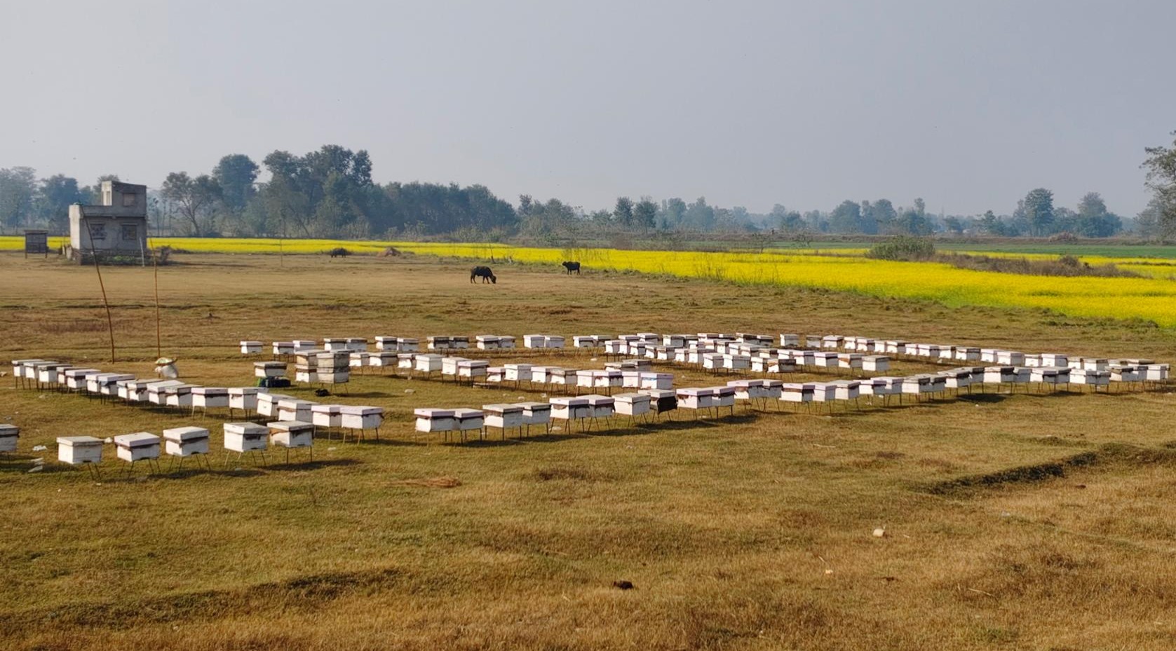 दाङदेखि कैलालीसम्म माहुरी चराउने विनोदको लोभलाग्दो कमाइ