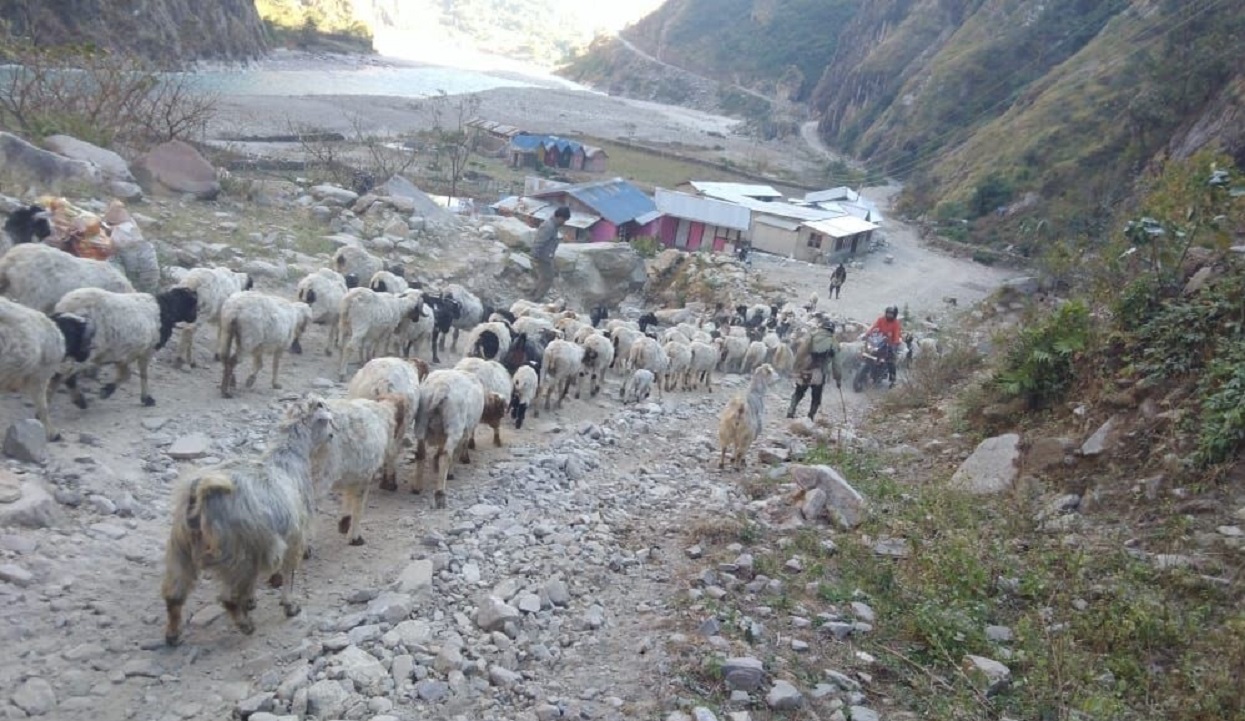 उधौली लागेसँगै भेँडाबाख्रा लिएर उधो झरे गोठाला