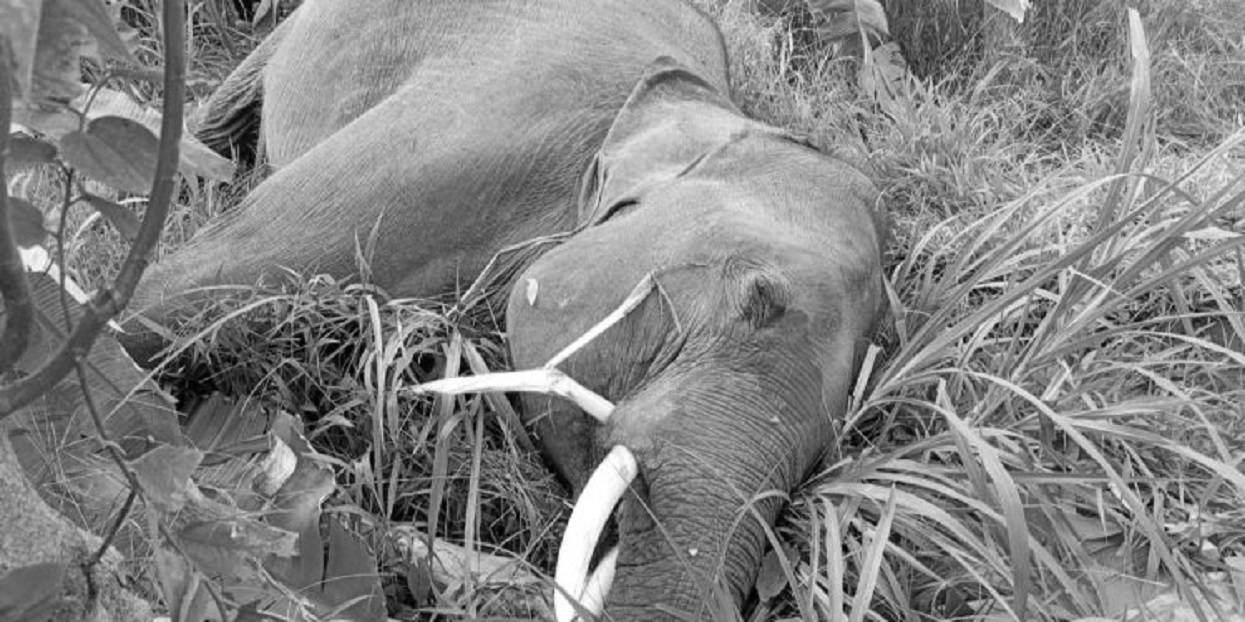 झापामा जङ्गली हात्ती मृत फेला