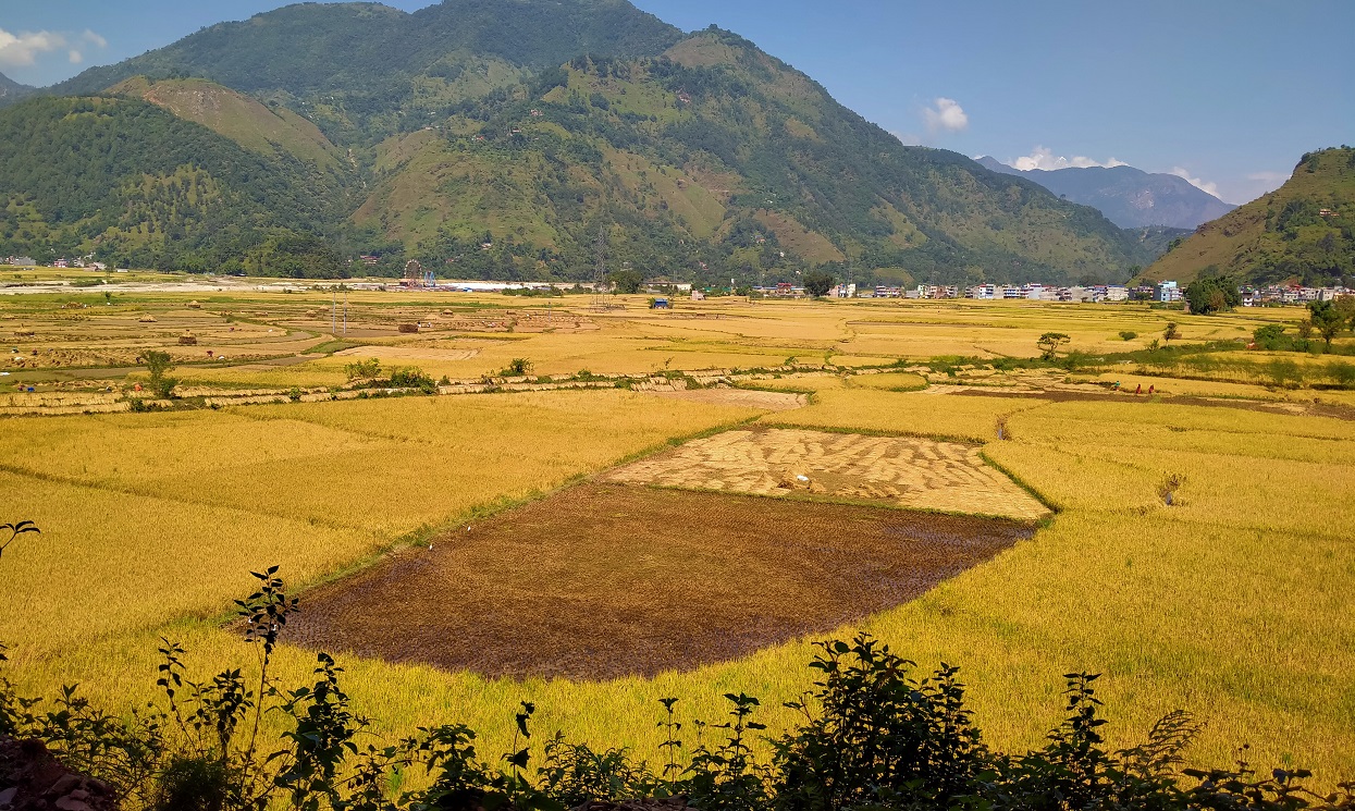 कञ्चनपुरका किसानले पाए ५० प्रतिशत अनुदानमा धानको उन्नत बीउ