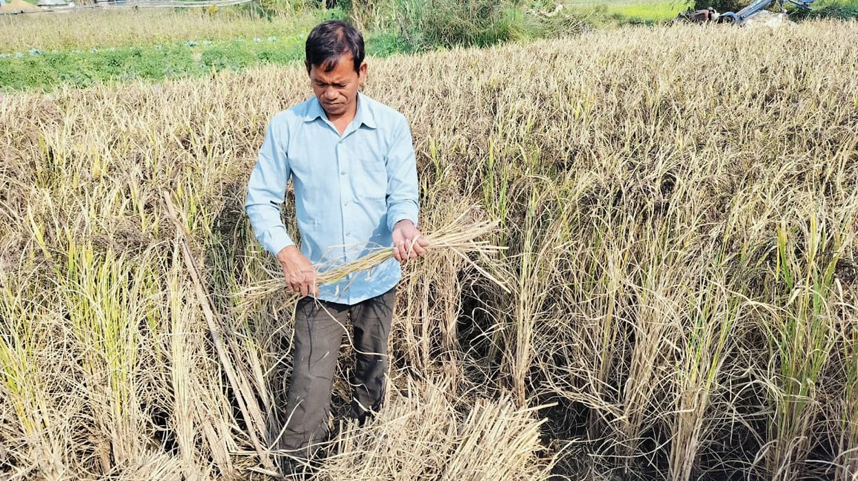 कालानमक धानको स्वाद र सुगन्ध जोगाउने कसरत