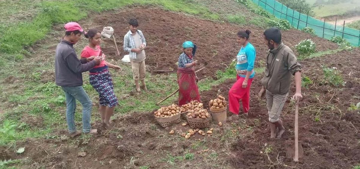 सिन्धुलीका किसानलाई आलु भित्र्याउन र लगाउन भ्याइनभ्याइ