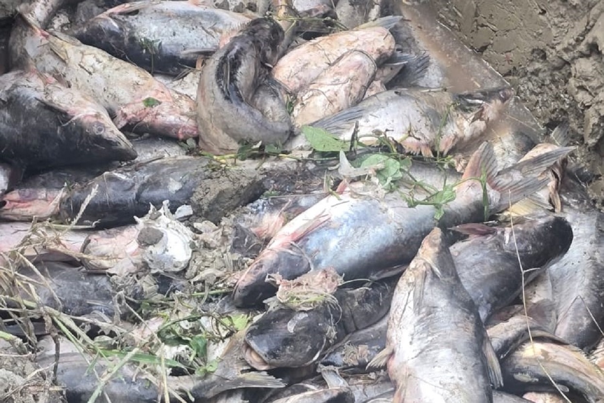 चिसोका कारण पश्चिम नवलपरासीमा माछा मर्न थाले