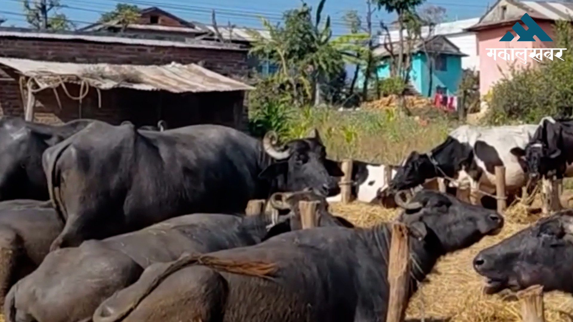 ४९ हजार बढी पशुचौपायामा कृत्रिम गर्भाधान