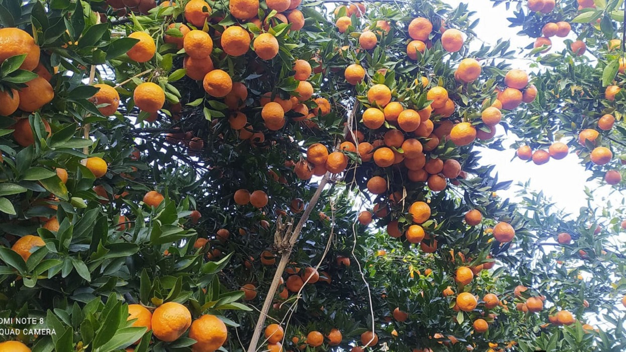 लुङ्गिनका किसान व्यावसायिक सुन्तला खेतीतर्फ आकर्षित