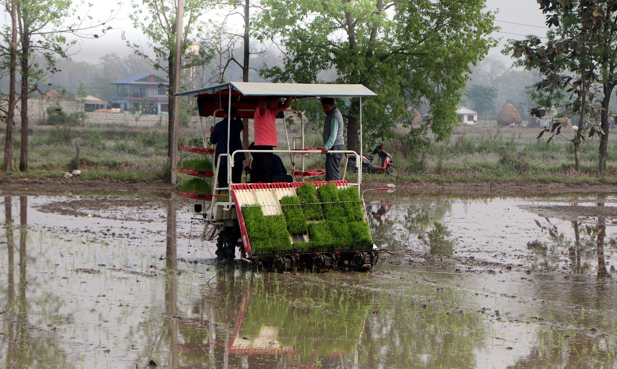 मेसिनबाट धान रोपाइँमा किसानको आकर्षण