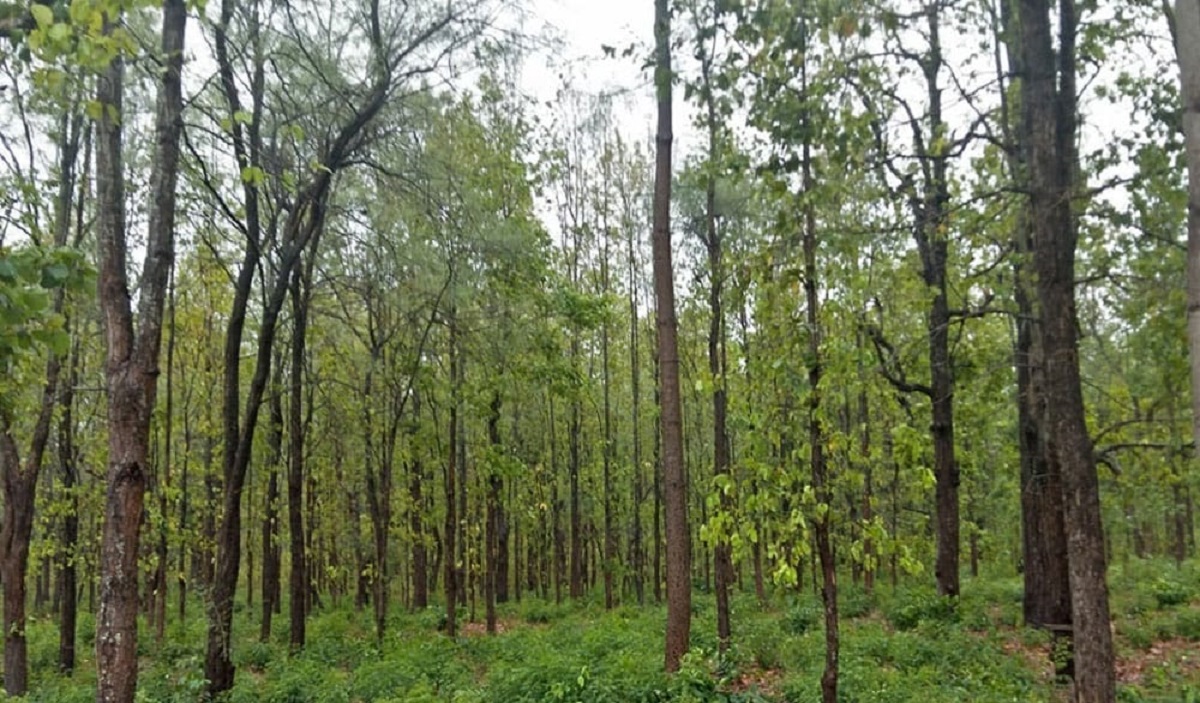 सामुदायिक वनः संरक्षणसँगै समुदायको आर्थिक–सामाजिक विकासको आधार