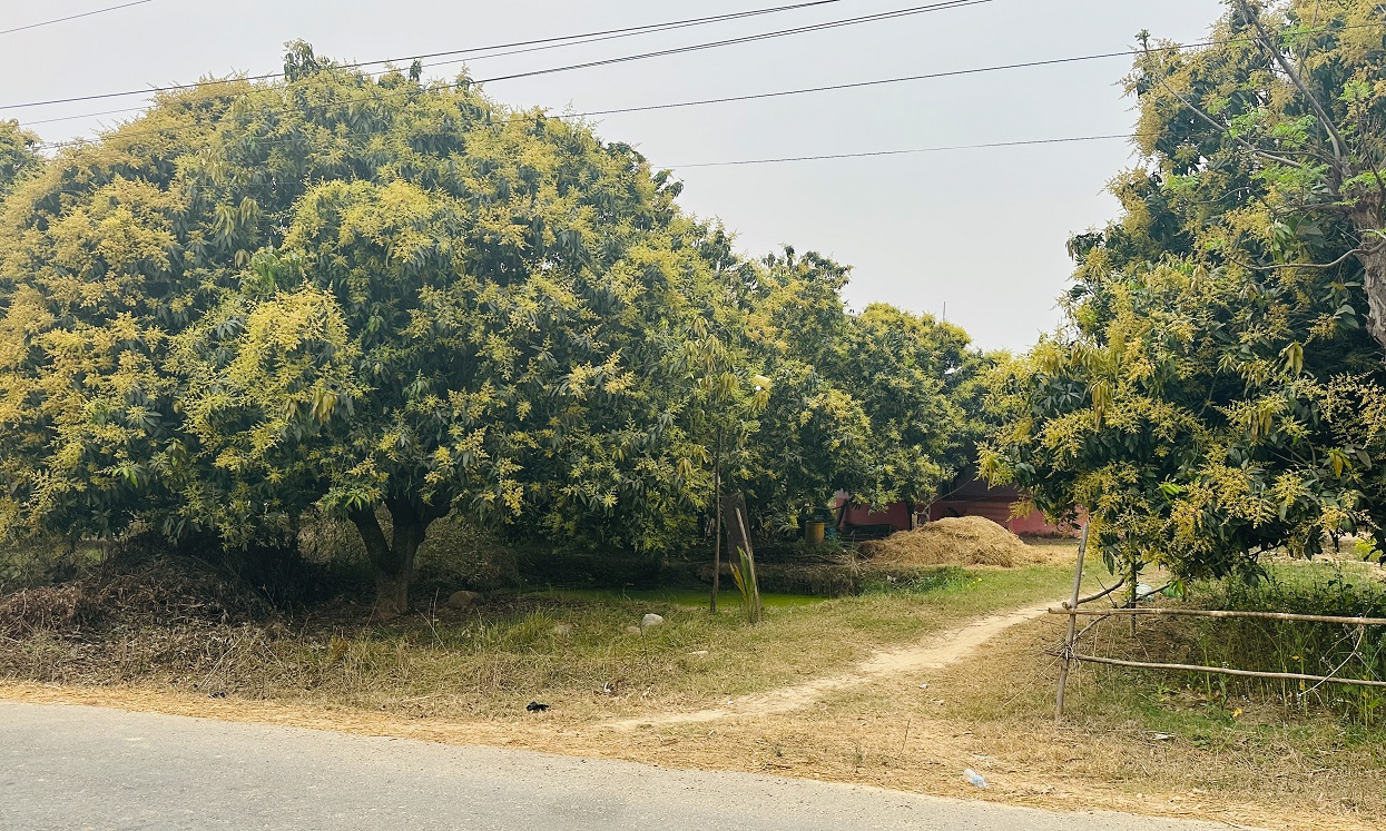 यसवर्ष आँपमा राम्रो मञ्जरी, उत्पादन बढ्ने अपेक्षा