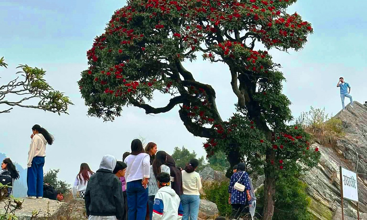गुराँस हेर्न रायराँयकोटमा पर्यटकहरू