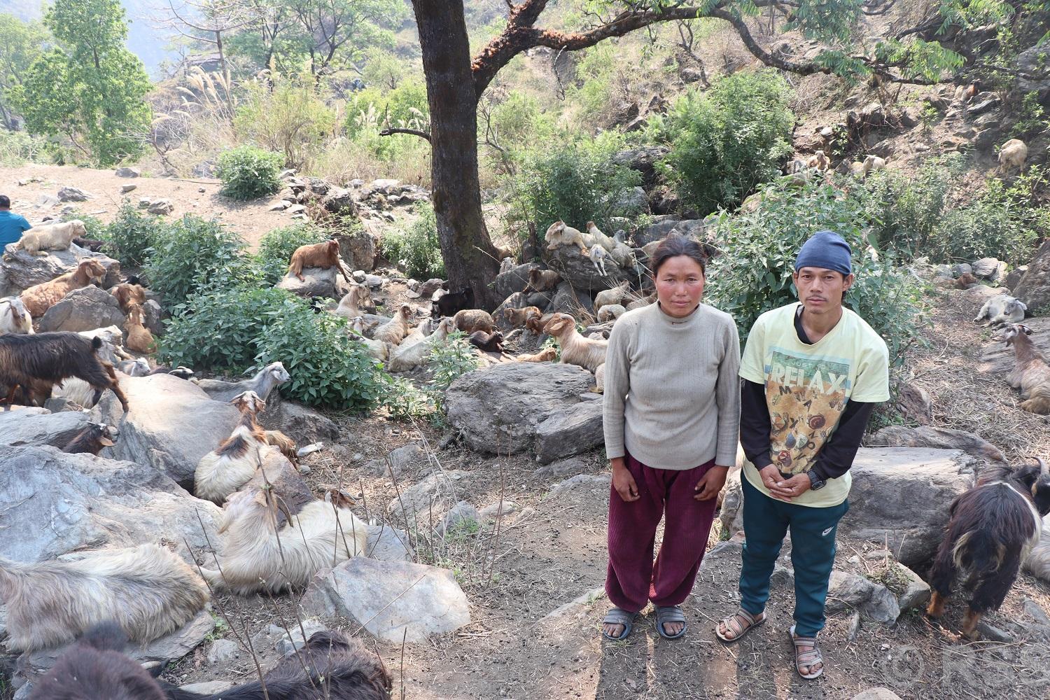 घुम्तीगोठमा बाख्रा पालेर स्वरोजगार र आत्मनिर्भर