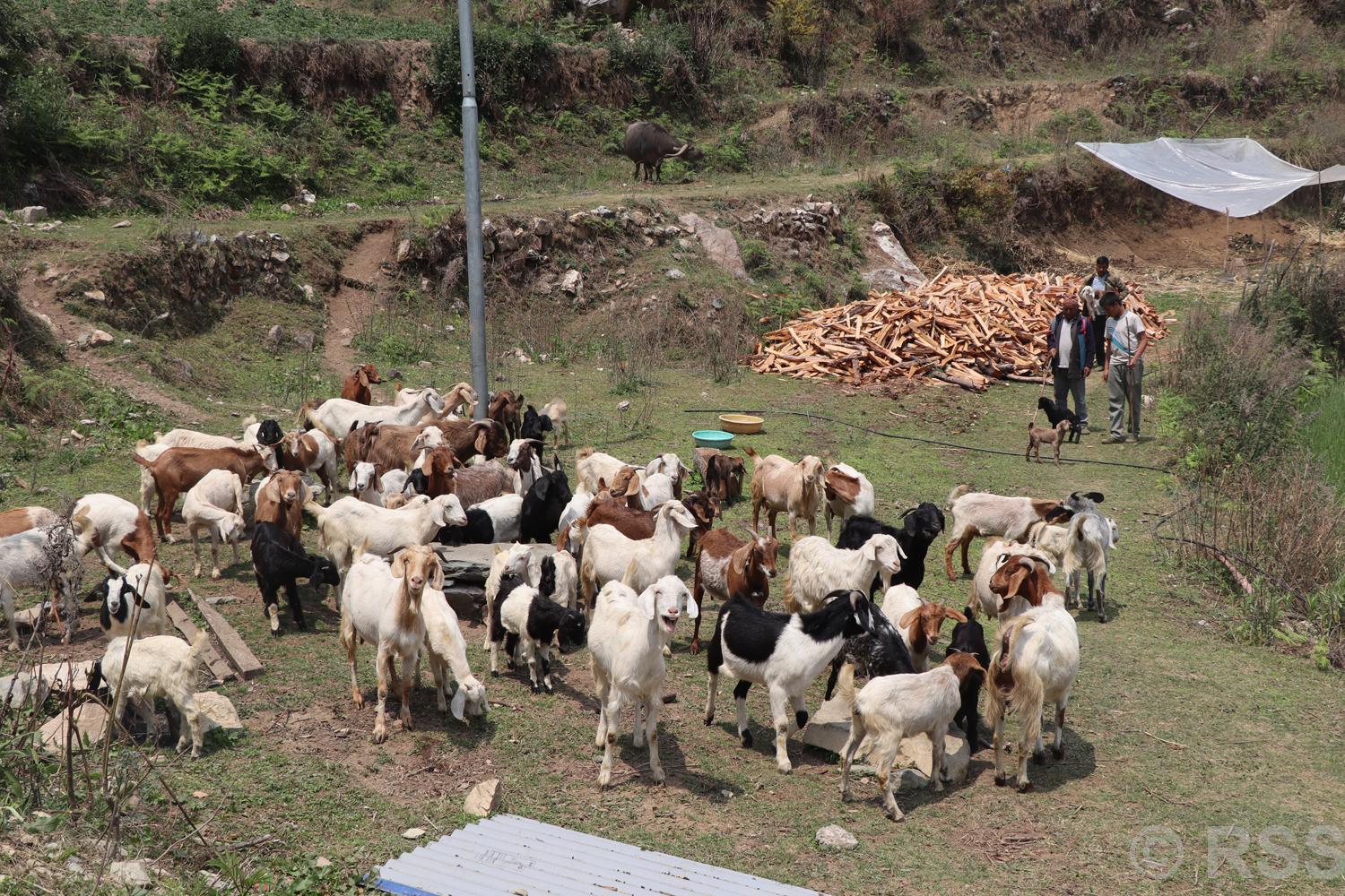 सरकारी जागिर छाडेर बाख्रापालनमा रमाउँदै भुवानी