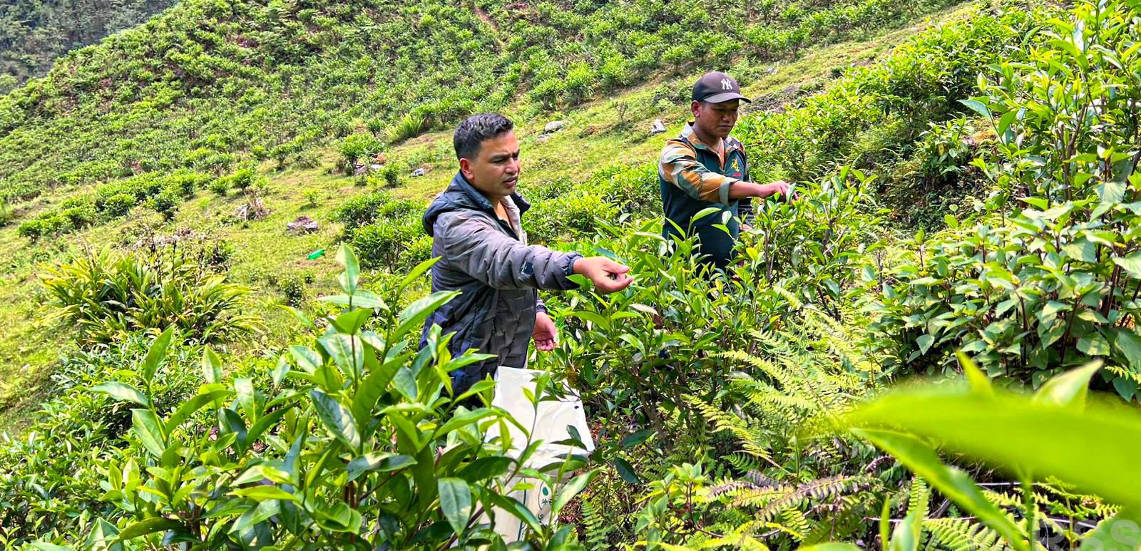 वडाध्यक्षको एउटा जुक्तिले बदलियो गाउँको परिचय