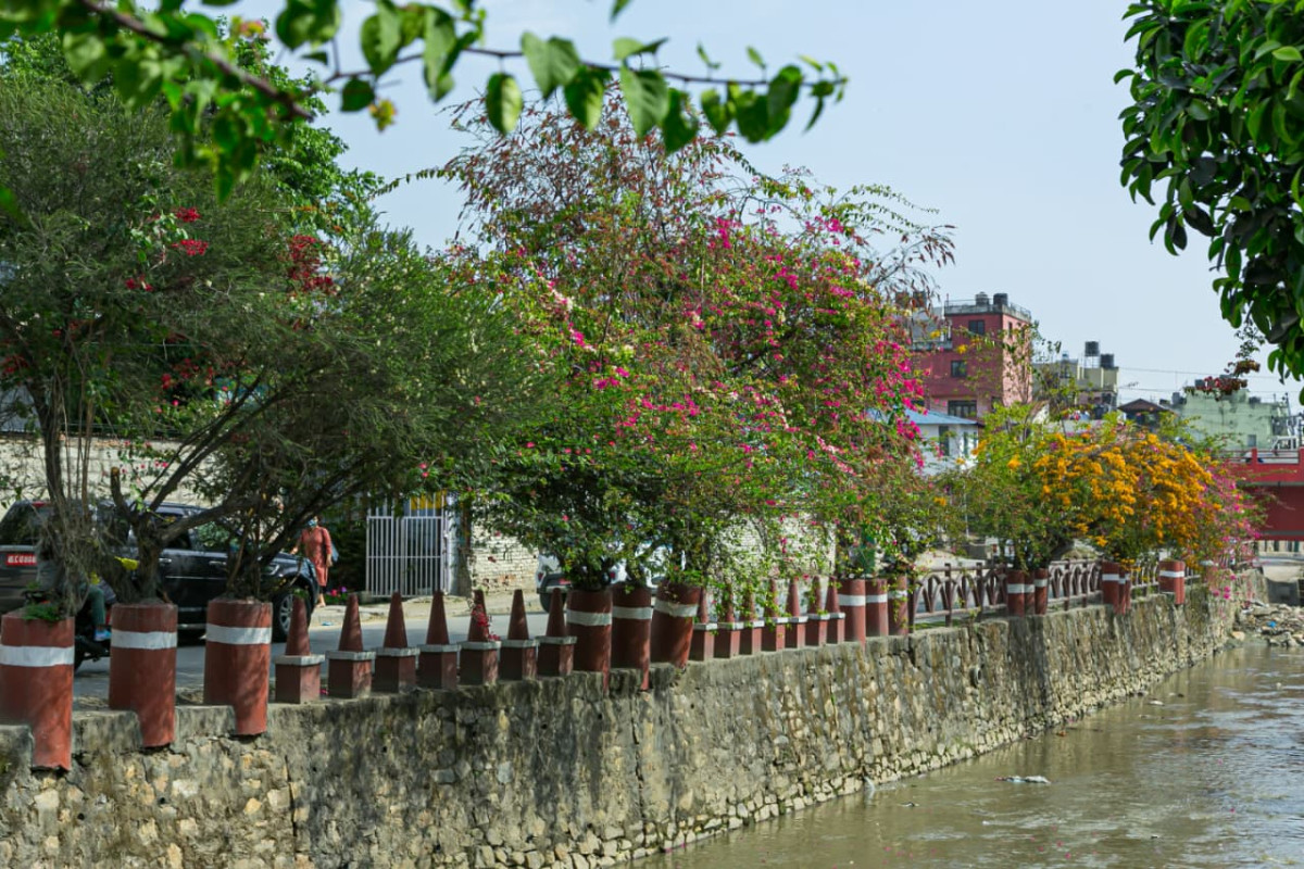 ढकमक्क फूल र हरियालीले फेर्दैछ काठमाडौँ (तस्बिरहरू)
