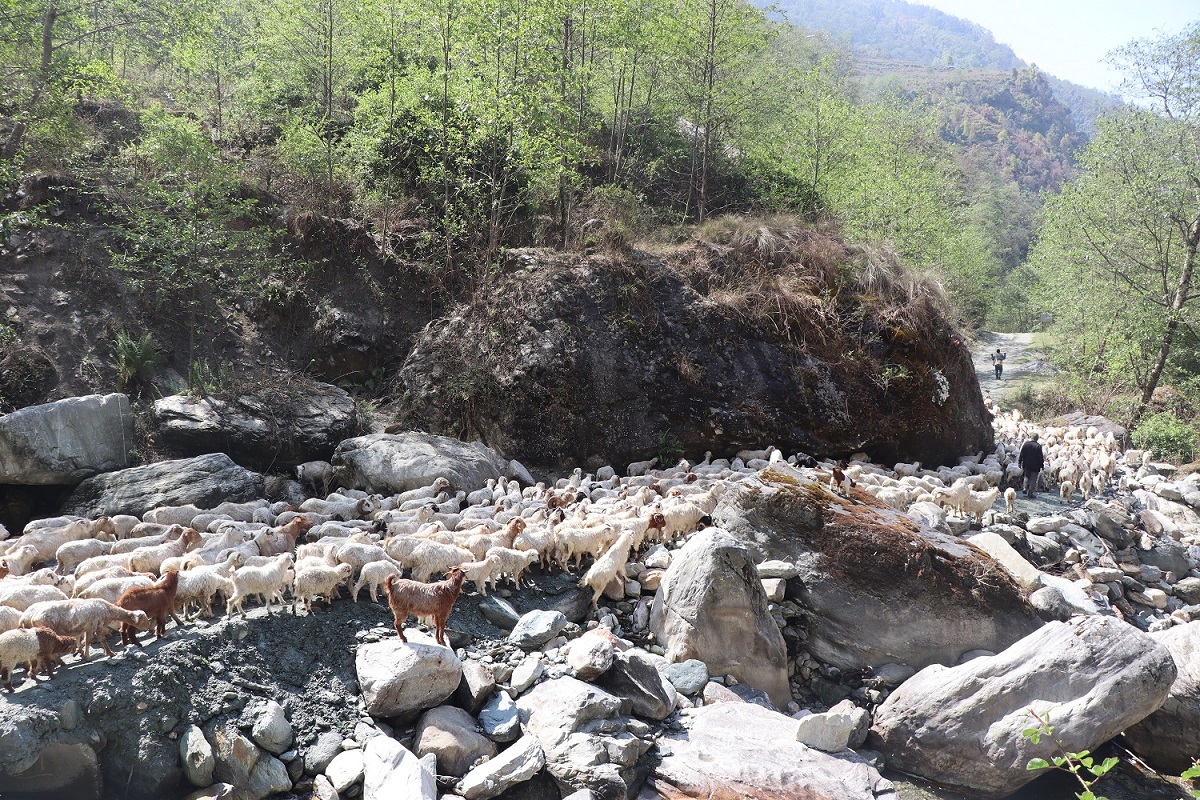 म्याग्दीका पशुगोठ गर्मी छल्न लेक उक्लन थाले