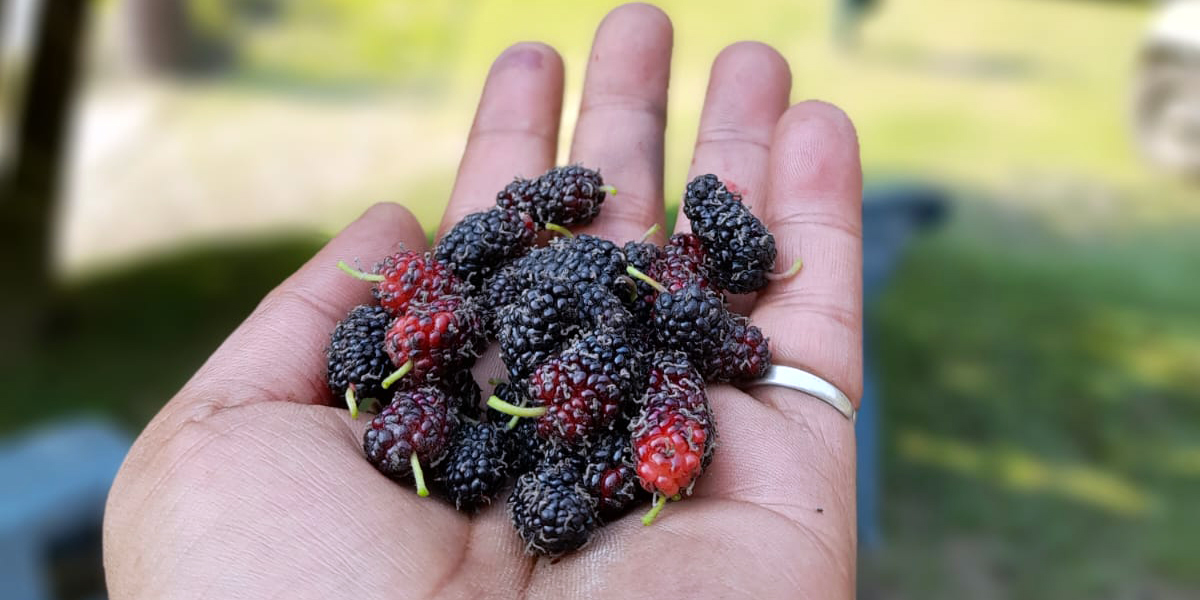किम्बु बिरुवाको माग बढ्दो