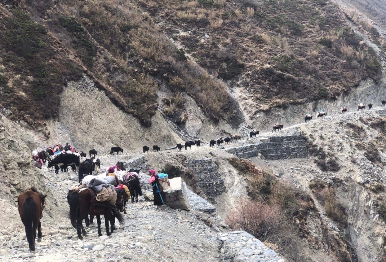 छेकम्पारवासी यार्सागुम्बा सङ्कलन गर्न लेकतिर