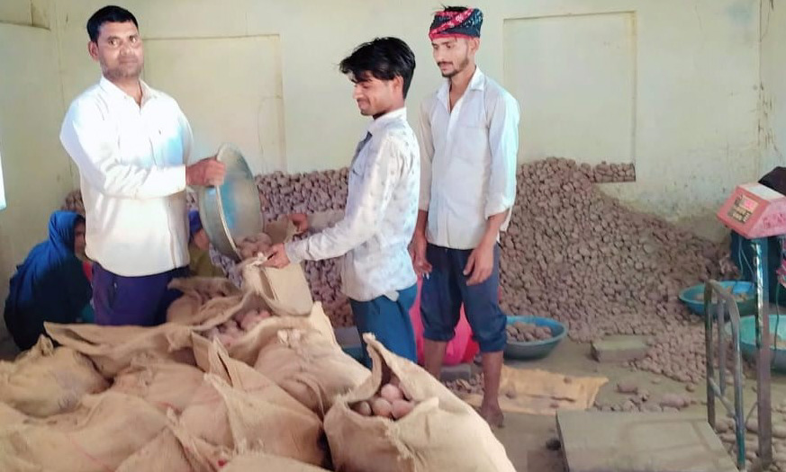 आलुको बीउ ‘ग्रेडिङ’ गर्दै मौर्य