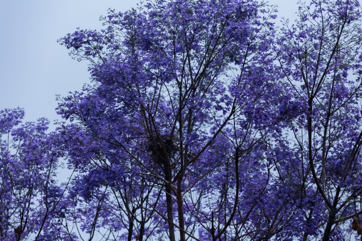 काठमाडौँका सडकमा पोखिएको वसन्तको मधुर सपना (तस्बिरहरू)
