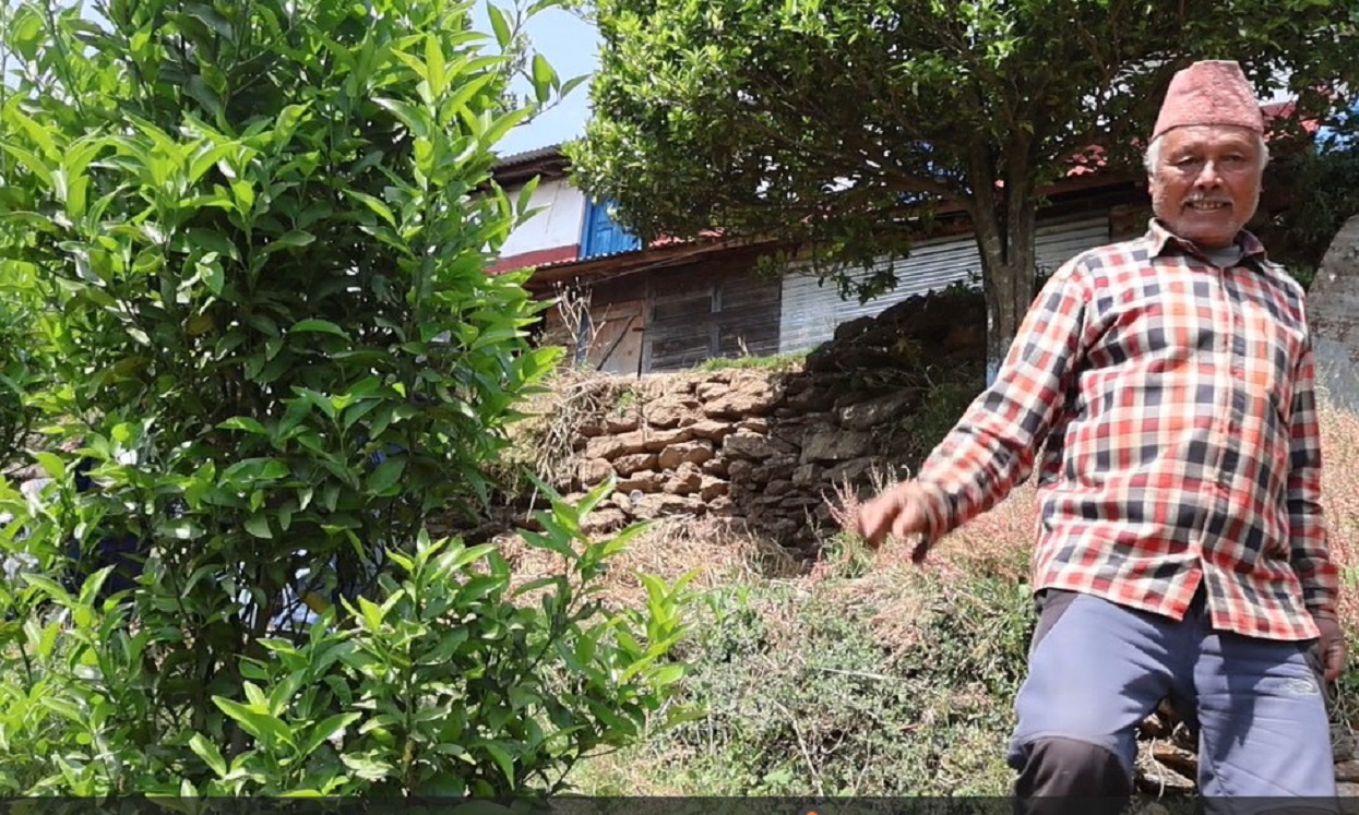 सुन्तला र अलैँचीखेतीमा रमाउँदै केसी
