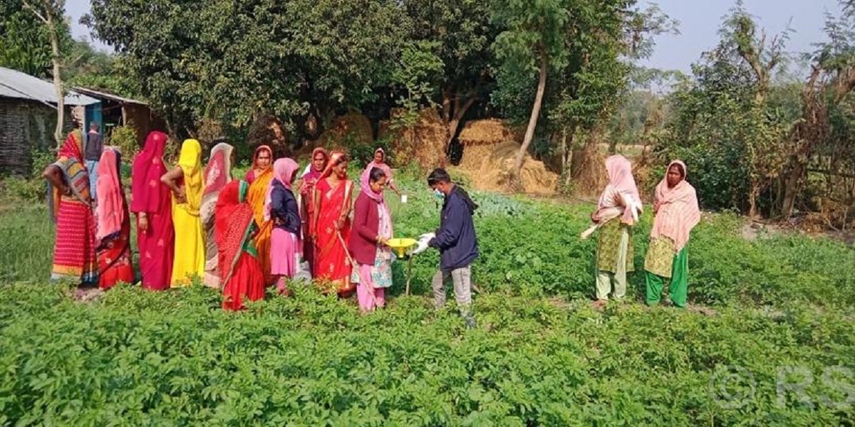 जलवायुमैत्री कृषिमार्फत चुनौतीको सामना गर्दै सिरहाका किसान