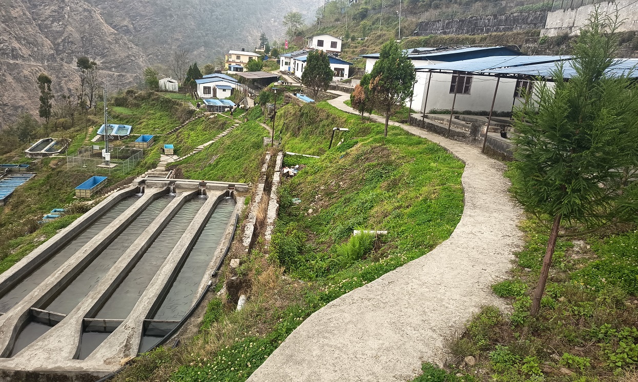 रेन्वो ट्राउट माछापालनका लागि रसुवा वैज्ञानिक केन्द्र बन्दै