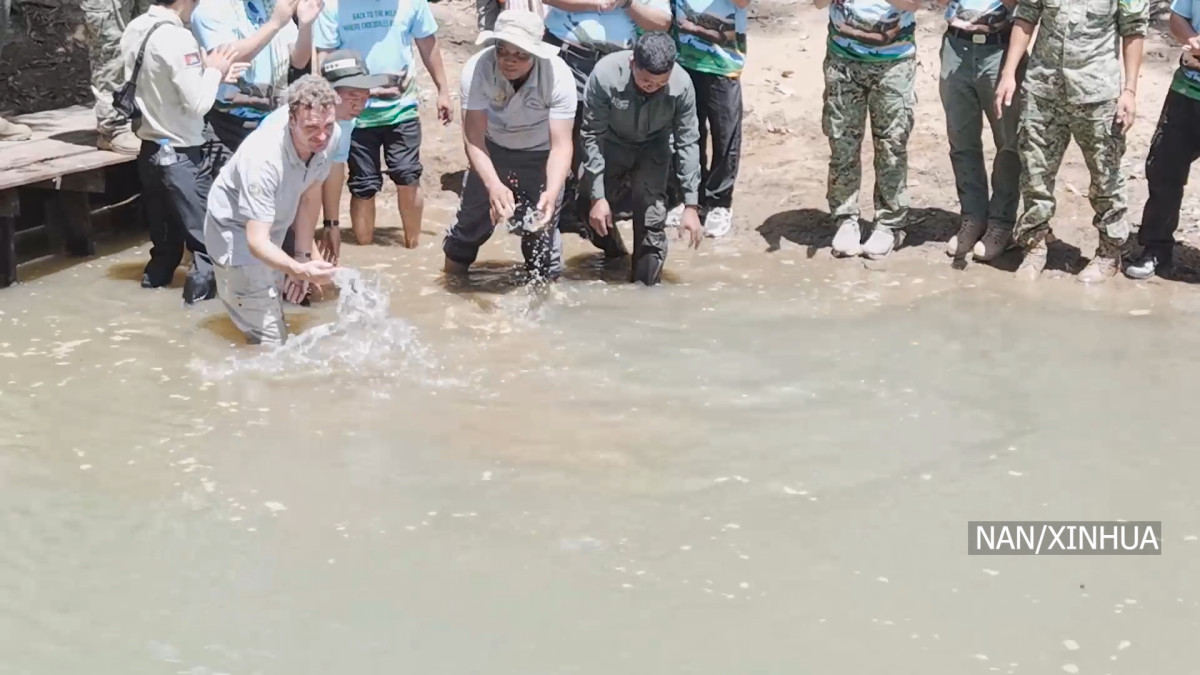 प्रजाति संरक्षणका लागि कम्बोडियाले स्रेपोक नदीमा छाड्यो १० वटा दुर्लभ ‘सयामी’ गोही