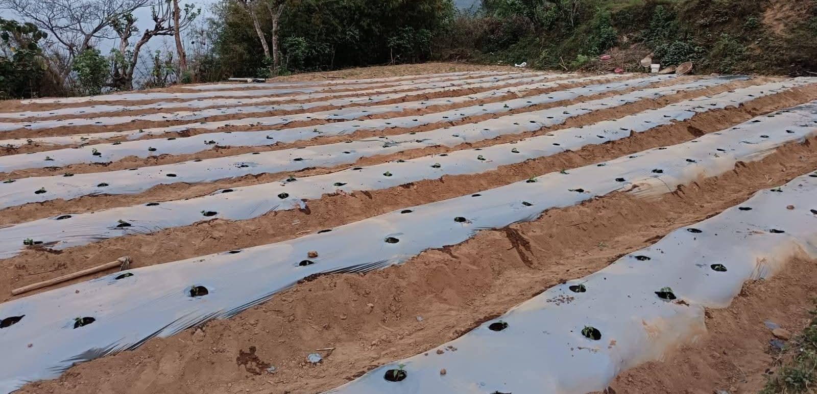 झाडी फाडेर व्यावसायिक अकबरे खुर्सानीखेती : १० लाख आम्दानी गर्ने लक्ष्य