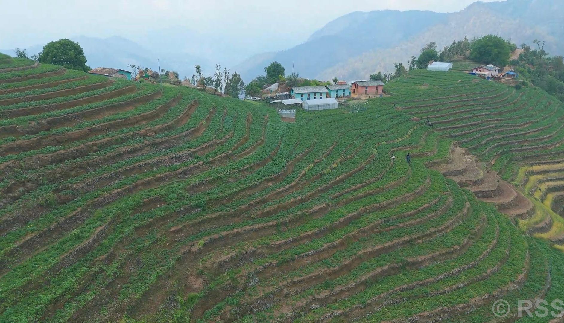आलुखेतीबाट आत्मनिर्भर बन्दै किसान