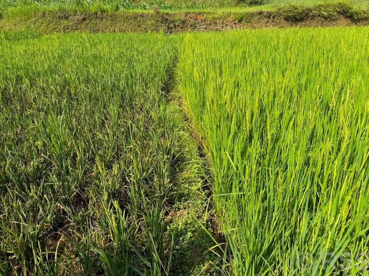 तनहुँका धानबालीमा मरुवा रोगको समस्या
