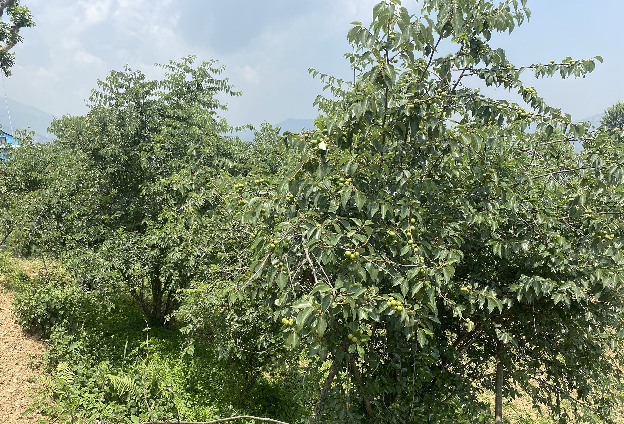 असिनाको असरः ‘बुद्धचित्त’को गुणस्तर खस्कनेमा किसानको चिन्ता