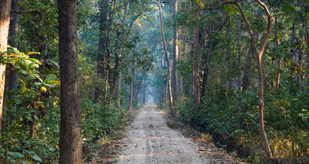 मधेसको ४४२ हेक्टर वनक्षेत्र अतिक्रमण मुक्त