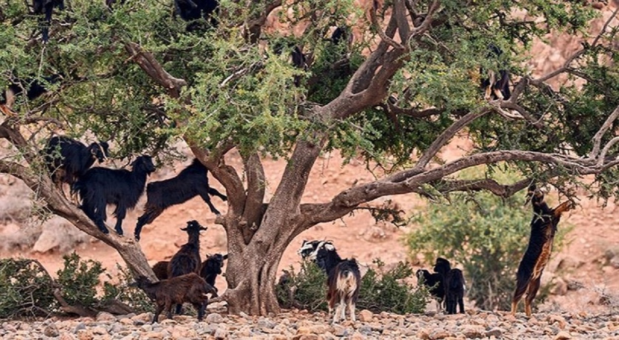 अन्तर्राष्ट्रिय आर्गानिया दिवस मनाइँदै