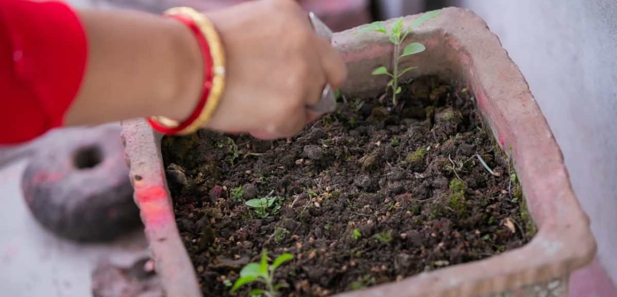 देशभर धार्मिक विधिपूर्वक राखियो तुलसीको बीउ (तस्बिरहरू)