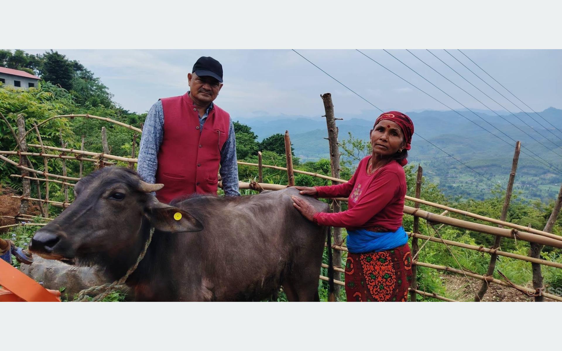 विपन्न परिवारलाई आयआर्जनसँग जोड्न पाडी वितरण