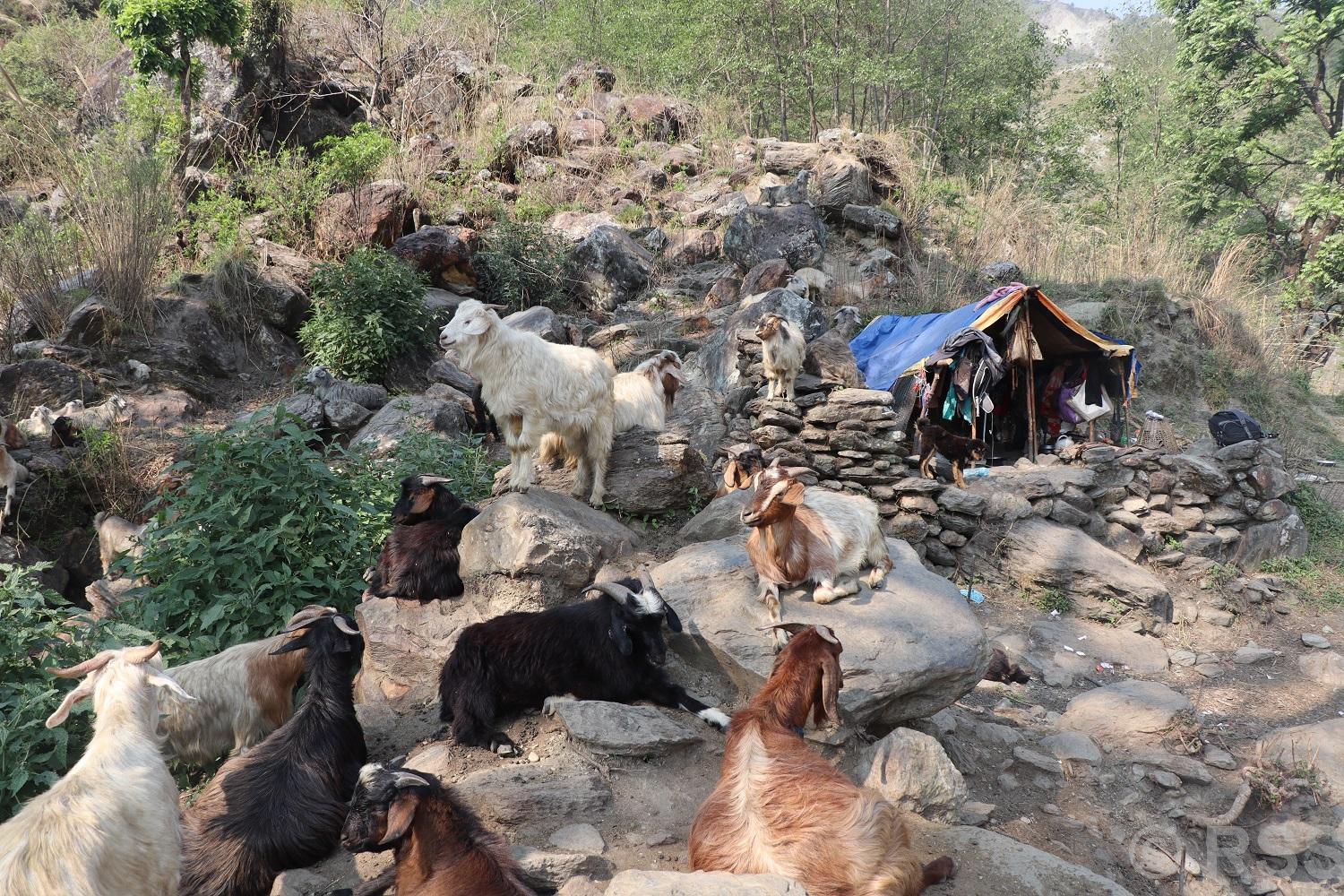 धौलागिरिका घुम्ती गोठ सङ्कटमा